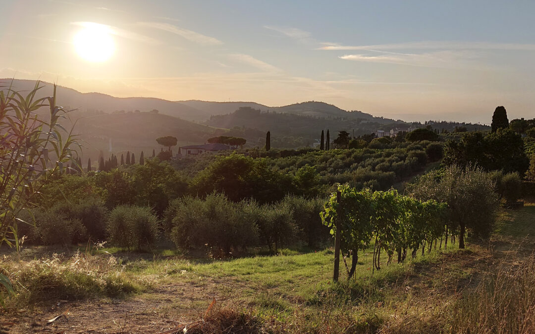 Vinsmaking – Rundtur i Toscana