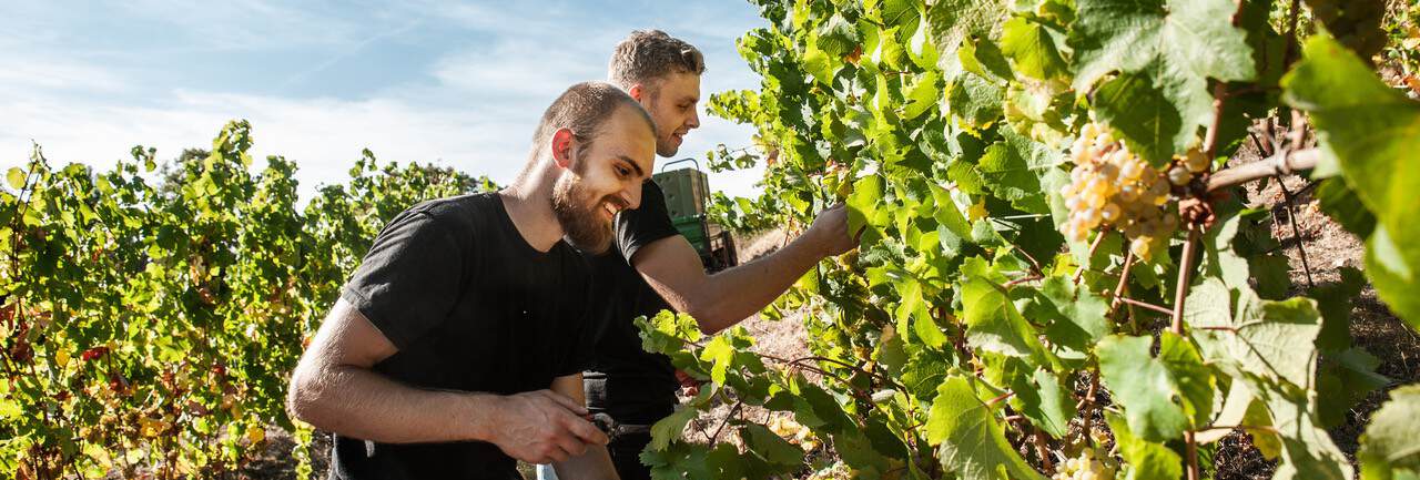Weingut_Heilingenblut_grapes_liggende druer plukkes fra vingården tilhørende wingut heiligenblut